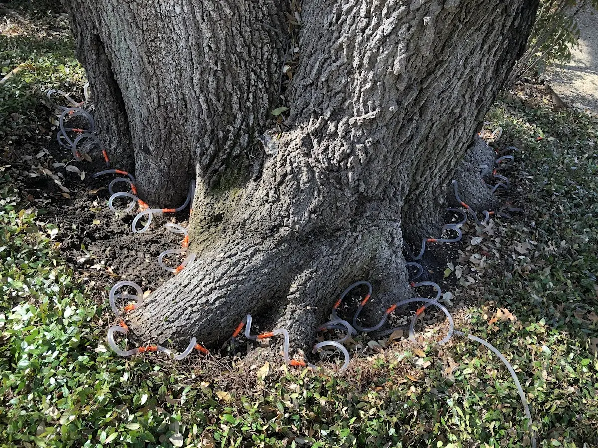 Detailed Tree Cabling and Bracing job site in Schooleys Mountain