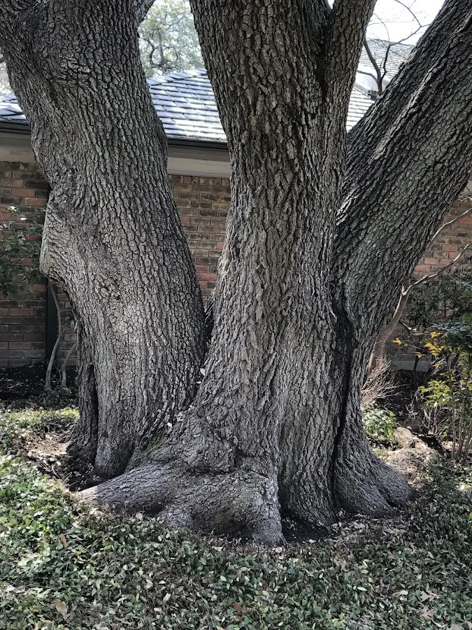 Mature heritage tree close to a Schooleys Mountain property cared for by certified arborists